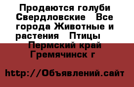 Продаются голуби Свердловские - Все города Животные и растения » Птицы   . Пермский край,Гремячинск г.